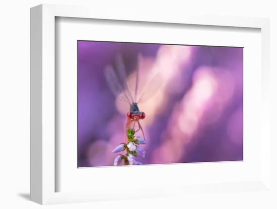 Small red damselfly resting on Heather, The Netherlands-Edwin Giesbers-Framed Photographic Print