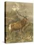 Small Red Deer-Friedrich Specht-Stretched Canvas