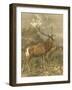 Small Red Deer-Friedrich Specht-Framed Art Print