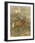 Small Red Deer-Friedrich Specht-Framed Art Print