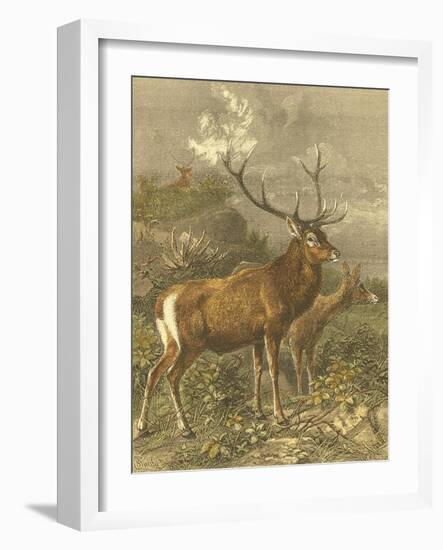 Small Red Deer-Friedrich Specht-Framed Art Print