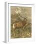Small Red Deer-Friedrich Specht-Framed Art Print