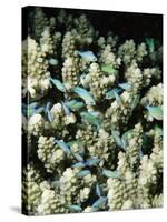 Small Reef Fish in Coral, off Sharm El-Sheikh, Sinai, Red Sea, Egypt, North Africa, Africa-Upperhall Ltd-Stretched Canvas