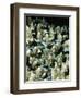 Small Reef Fish in Coral, off Sharm El-Sheikh, Sinai, Red Sea, Egypt, North Africa, Africa-Upperhall Ltd-Framed Photographic Print