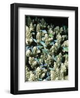 Small Reef Fish in Coral, off Sharm El-Sheikh, Sinai, Red Sea, Egypt, North Africa, Africa-Upperhall Ltd-Framed Photographic Print