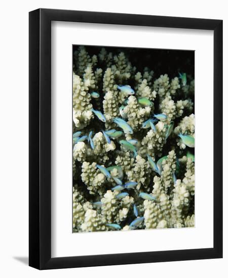 Small Reef Fish in Coral, off Sharm El-Sheikh, Sinai, Red Sea, Egypt, North Africa, Africa-Upperhall Ltd-Framed Photographic Print