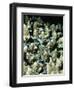 Small Reef Fish in Coral, off Sharm El-Sheikh, Sinai, Red Sea, Egypt, North Africa, Africa-Upperhall Ltd-Framed Photographic Print