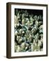 Small Reef Fish in Coral, off Sharm El-Sheikh, Sinai, Red Sea, Egypt, North Africa, Africa-Upperhall Ltd-Framed Photographic Print