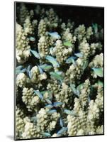 Small Reef Fish in Coral, off Sharm El-Sheikh, Sinai, Red Sea, Egypt, North Africa, Africa-Upperhall Ltd-Mounted Photographic Print