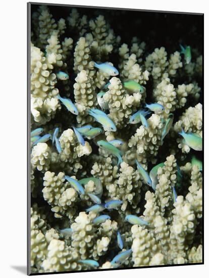 Small Reef Fish in Coral, off Sharm El-Sheikh, Sinai, Red Sea, Egypt, North Africa, Africa-Upperhall Ltd-Mounted Photographic Print