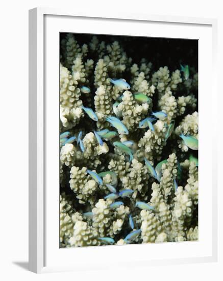 Small Reef Fish in Coral, off Sharm El-Sheikh, Sinai, Red Sea, Egypt, North Africa, Africa-Upperhall Ltd-Framed Photographic Print