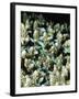 Small Reef Fish in Coral, off Sharm El-Sheikh, Sinai, Red Sea, Egypt, North Africa, Africa-Upperhall Ltd-Framed Photographic Print