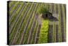 Small Rock Shed in the Vineyards in the Rolling Hills of Tuscany-Terry Eggers-Stretched Canvas