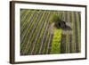 Small Rock Shed in the Vineyards in the Rolling Hills of Tuscany-Terry Eggers-Framed Photographic Print