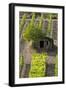 Small Rock Shed in the Vineyards in the Rolling Hills of Tuscany-Terry Eggers-Framed Photographic Print