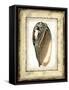 Small Rustic Shell I-Vision Studio-Framed Stretched Canvas