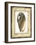 Small Rustic Shell I-Vision Studio-Framed Art Print