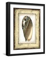 Small Rustic Shell I-Vision Studio-Framed Art Print