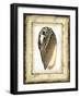 Small Rustic Shell I-Vision Studio-Framed Art Print