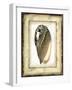 Small Rustic Shell I-Vision Studio-Framed Art Print