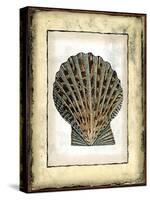 Small Rustic Shell II-Vision Studio-Stretched Canvas