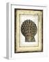 Small Rustic Shell II-Vision Studio-Framed Art Print