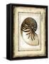 Small Rustic Shell IV-Vision Studio-Framed Stretched Canvas