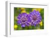 Small scabious, Nordtirol, Austrian Alps-Alex Hyde-Framed Photographic Print