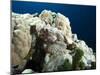 Small Scale Scorpionfish (Scorpaenopsis Oxycephala) (Tassled Scorpionfish) in the Red Sea-Louise Murray-Mounted Photographic Print