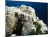 Small Scale Scorpionfish (Scorpaenopsis Oxycephala) (Tassled Scorpionfish) in the Red Sea-Louise Murray-Mounted Photographic Print