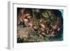 Small School of Blotcheye Soldierfish (White Edged Soldier Fish) (Myripristis Murdjan)-Mark Doherty-Framed Photographic Print