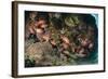 Small School of Blotcheye Soldierfish (White Edged Soldier Fish) (Myripristis Murdjan)-Mark Doherty-Framed Photographic Print