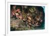 Small School of Blotcheye Soldierfish (White Edged Soldier Fish) (Myripristis Murdjan)-Mark Doherty-Framed Photographic Print