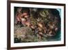 Small School of Blotcheye Soldierfish (White Edged Soldier Fish) (Myripristis Murdjan)-Mark Doherty-Framed Photographic Print