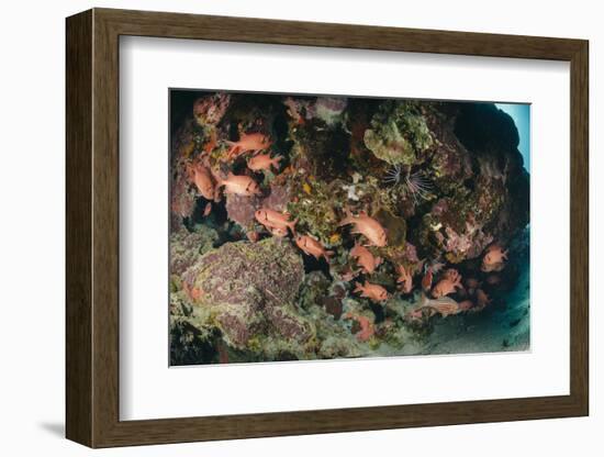 Small School of Blotcheye Soldierfish (White Edged Soldier Fish) (Myripristis Murdjan)-Mark Doherty-Framed Photographic Print