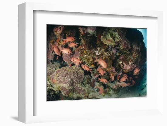 Small School of Blotcheye Soldierfish (White Edged Soldier Fish) (Myripristis Murdjan)-Mark Doherty-Framed Photographic Print