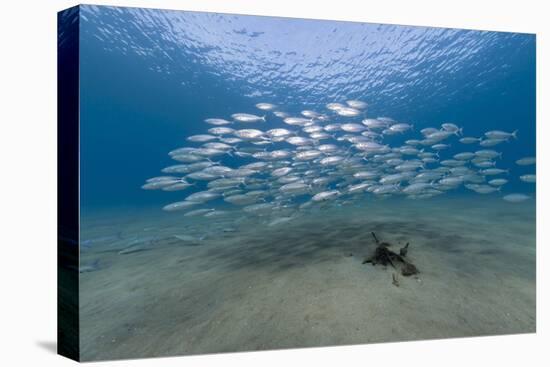 Small School of Indian Mackerel (Rastrelliger Kanagurta) in Shallow Water-Mark Doherty-Stretched Canvas