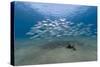 Small School of Indian Mackerel (Rastrelliger Kanagurta) in Shallow Water-Mark Doherty-Stretched Canvas