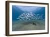 Small School of Indian Mackerel (Rastrelliger Kanagurta) in Shallow Water-Mark Doherty-Framed Photographic Print