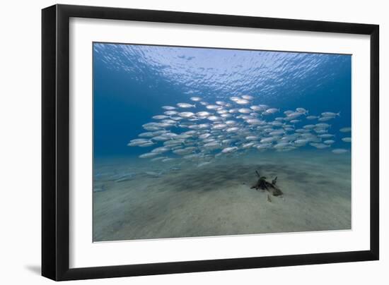 Small School of Indian Mackerel (Rastrelliger Kanagurta) in Shallow Water-Mark Doherty-Framed Photographic Print