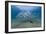 Small School of Indian Mackerel (Rastrelliger Kanagurta) in Shallow Water-Mark Doherty-Framed Photographic Print