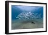 Small School of Indian Mackerel (Rastrelliger Kanagurta) in Shallow Water-Mark Doherty-Framed Photographic Print