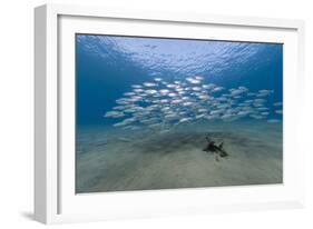 Small School of Indian Mackerel (Rastrelliger Kanagurta) in Shallow Water-Mark Doherty-Framed Photographic Print