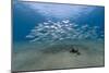 Small School of Indian Mackerel (Rastrelliger Kanagurta) in Shallow Water-Mark Doherty-Mounted Photographic Print