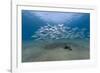 Small School of Indian Mackerel (Rastrelliger Kanagurta) in Shallow Water-Mark Doherty-Framed Photographic Print