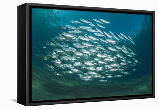 Small School of Indian Mackerel (Rastrelliger Kanagurta) in Shallow Water-Mark Doherty-Framed Stretched Canvas