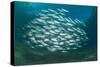 Small School of Indian Mackerel (Rastrelliger Kanagurta) in Shallow Water-Mark Doherty-Stretched Canvas