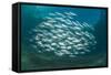 Small School of Indian Mackerel (Rastrelliger Kanagurta) in Shallow Water-Mark Doherty-Framed Stretched Canvas