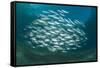 Small School of Indian Mackerel (Rastrelliger Kanagurta) in Shallow Water-Mark Doherty-Framed Stretched Canvas