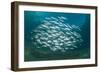 Small School of Indian Mackerel (Rastrelliger Kanagurta) in Shallow Water-Mark Doherty-Framed Photographic Print